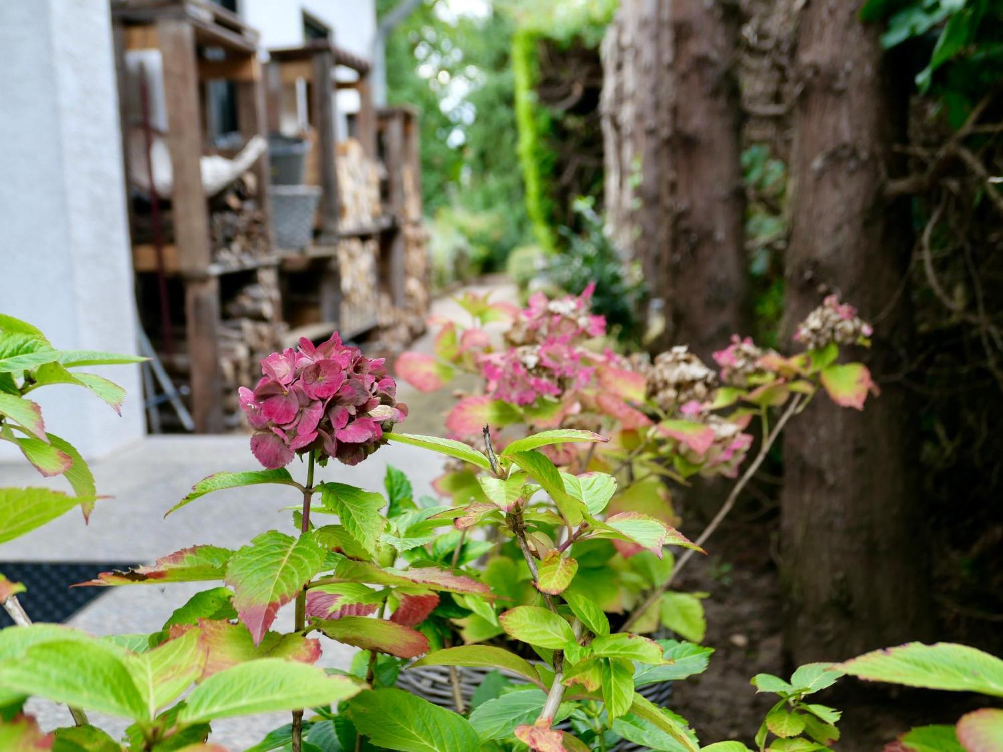 Schoenes Apartment Mit Terrasse Im Steingarten 巴特菲柏 外观 照片
